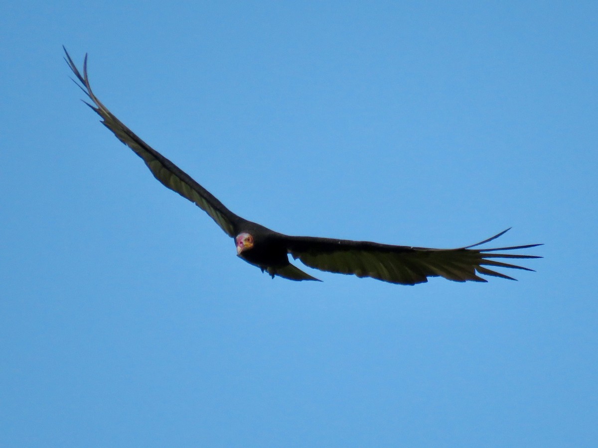 Lesser Yellow-headed Vulture - John van Dort