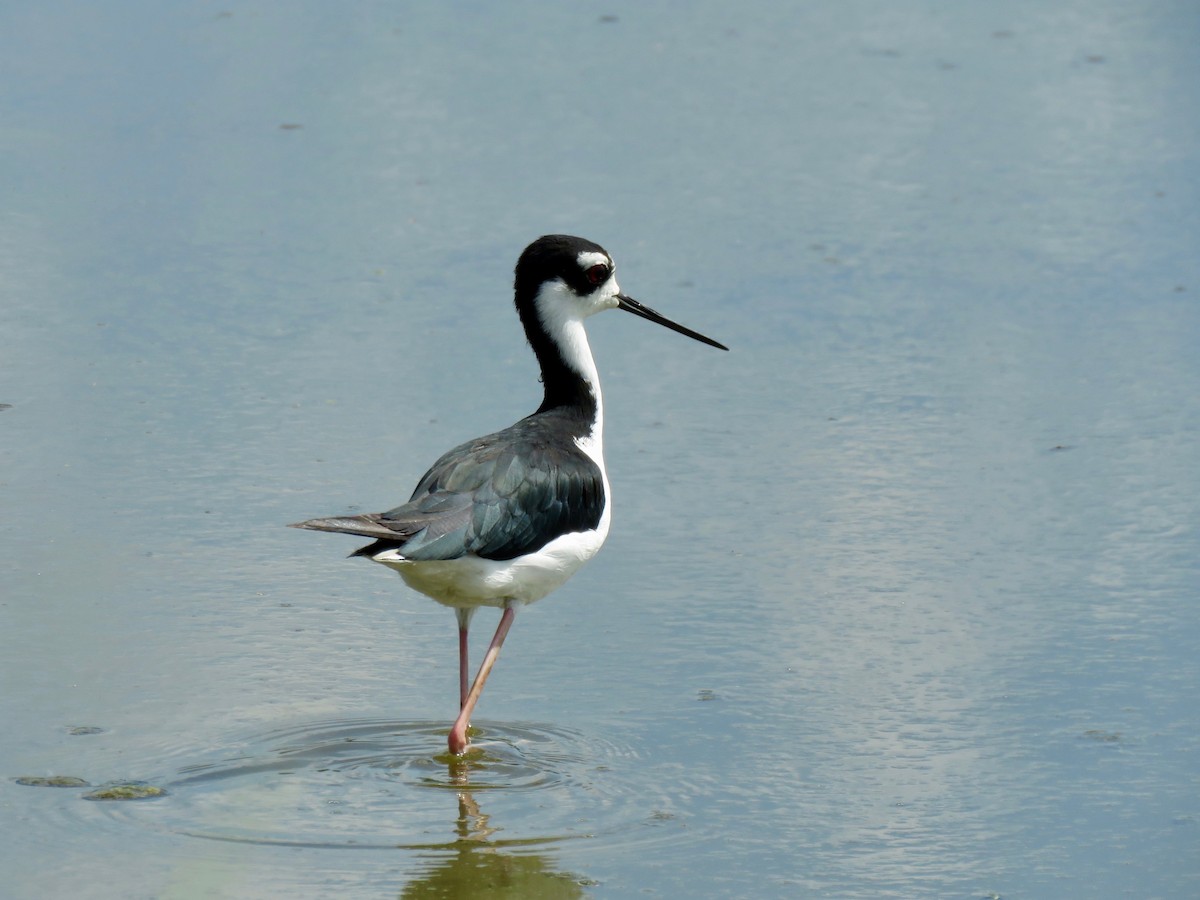 Black-necked Stilt - John van Dort