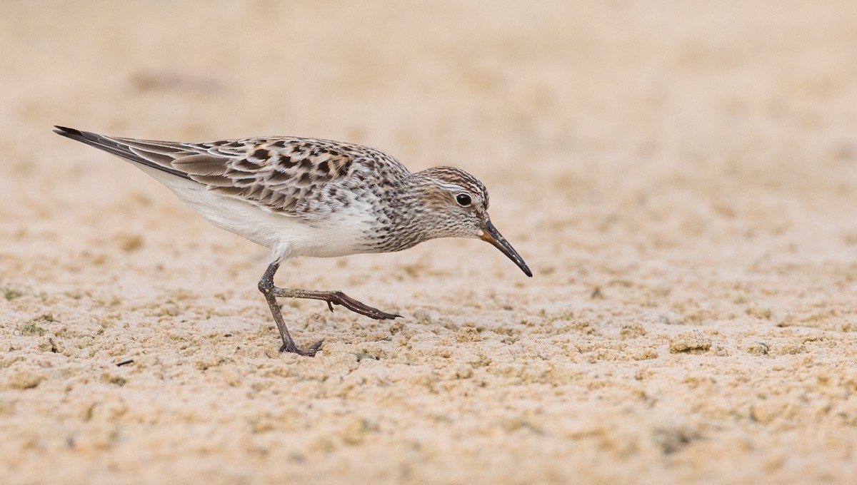 Weißbürzel-Strandläufer - ML66282331