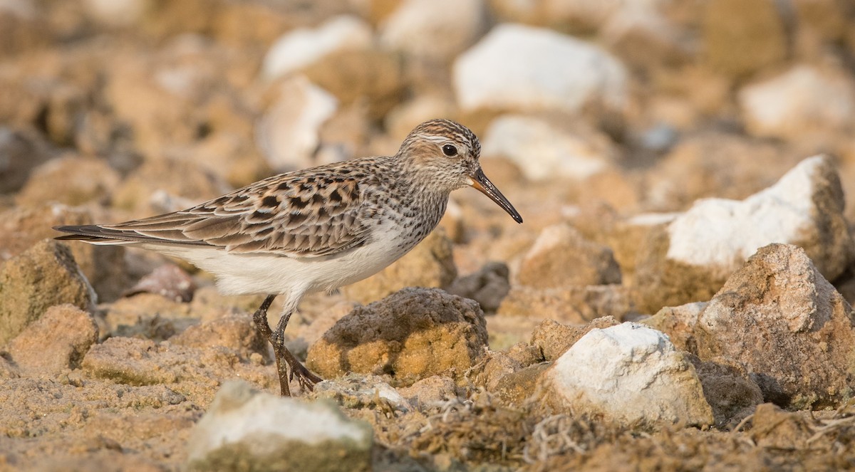 White-rumped Sandpiper - Ian Davies