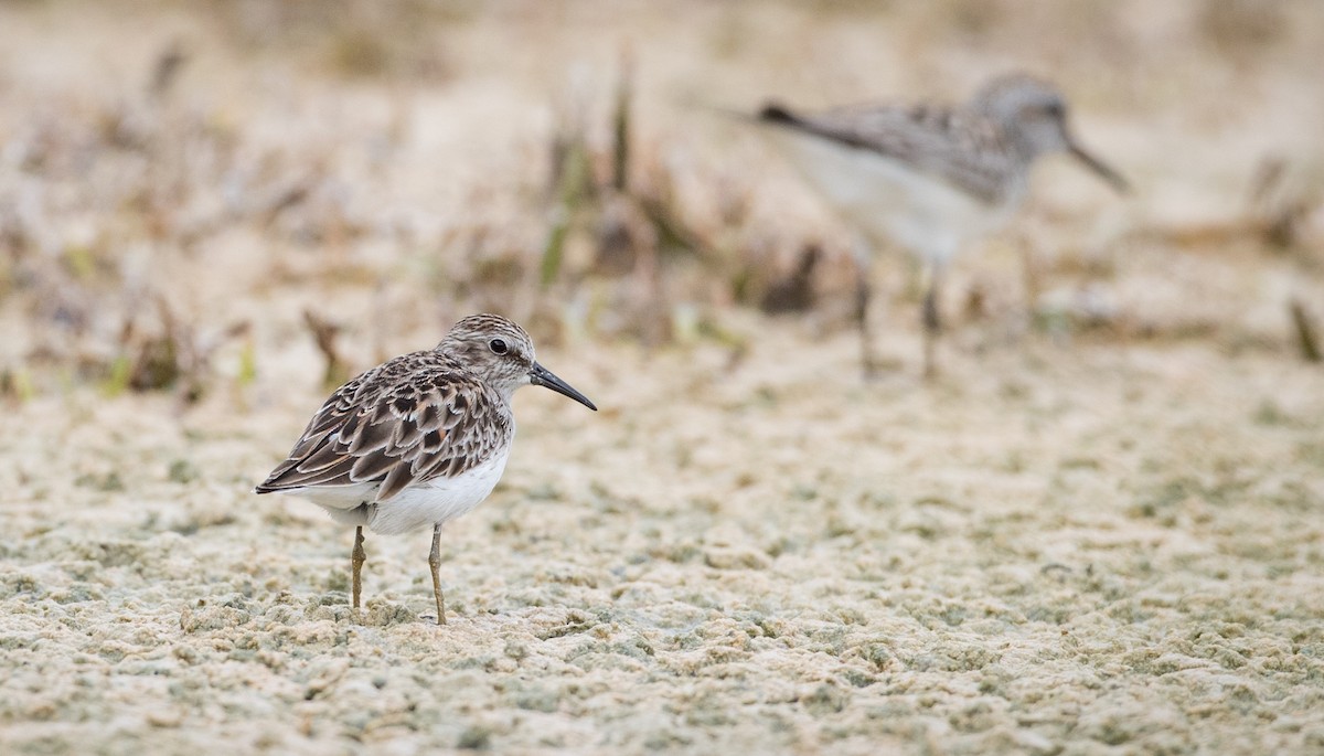 Least Sandpiper - ML66282401