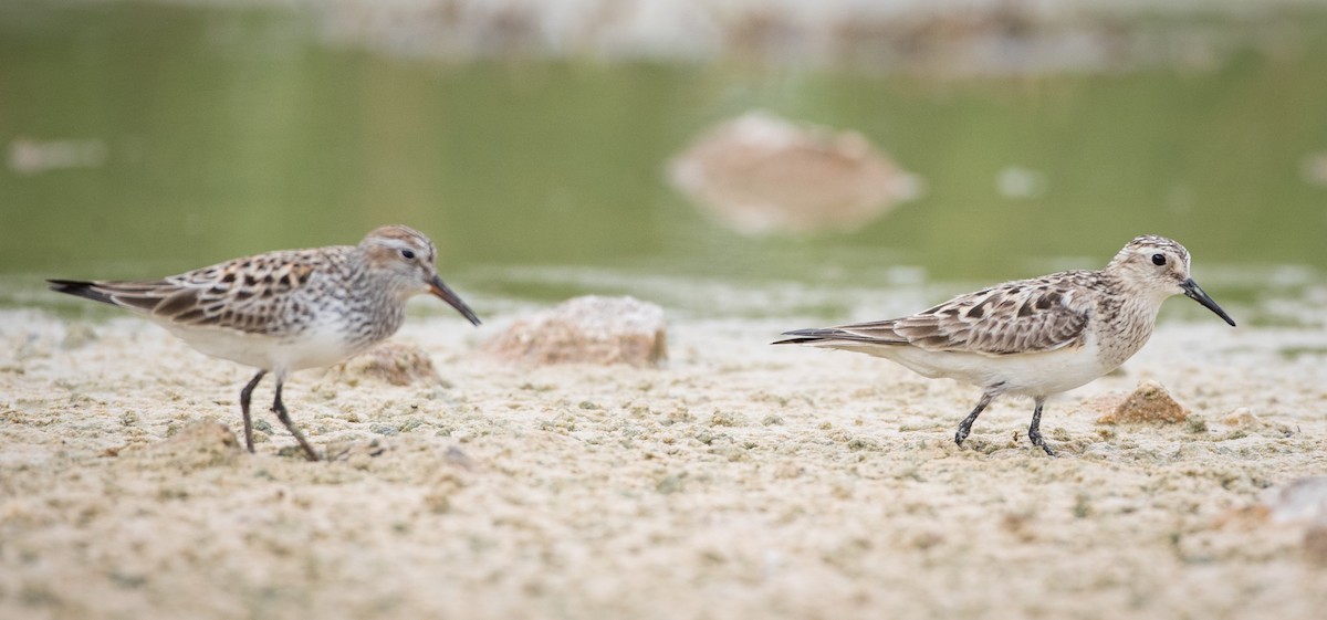 Baird's Sandpiper - ML66282601