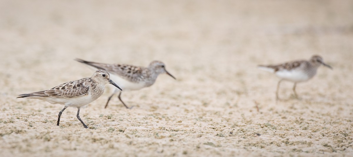 Baird's Sandpiper - ML66282611