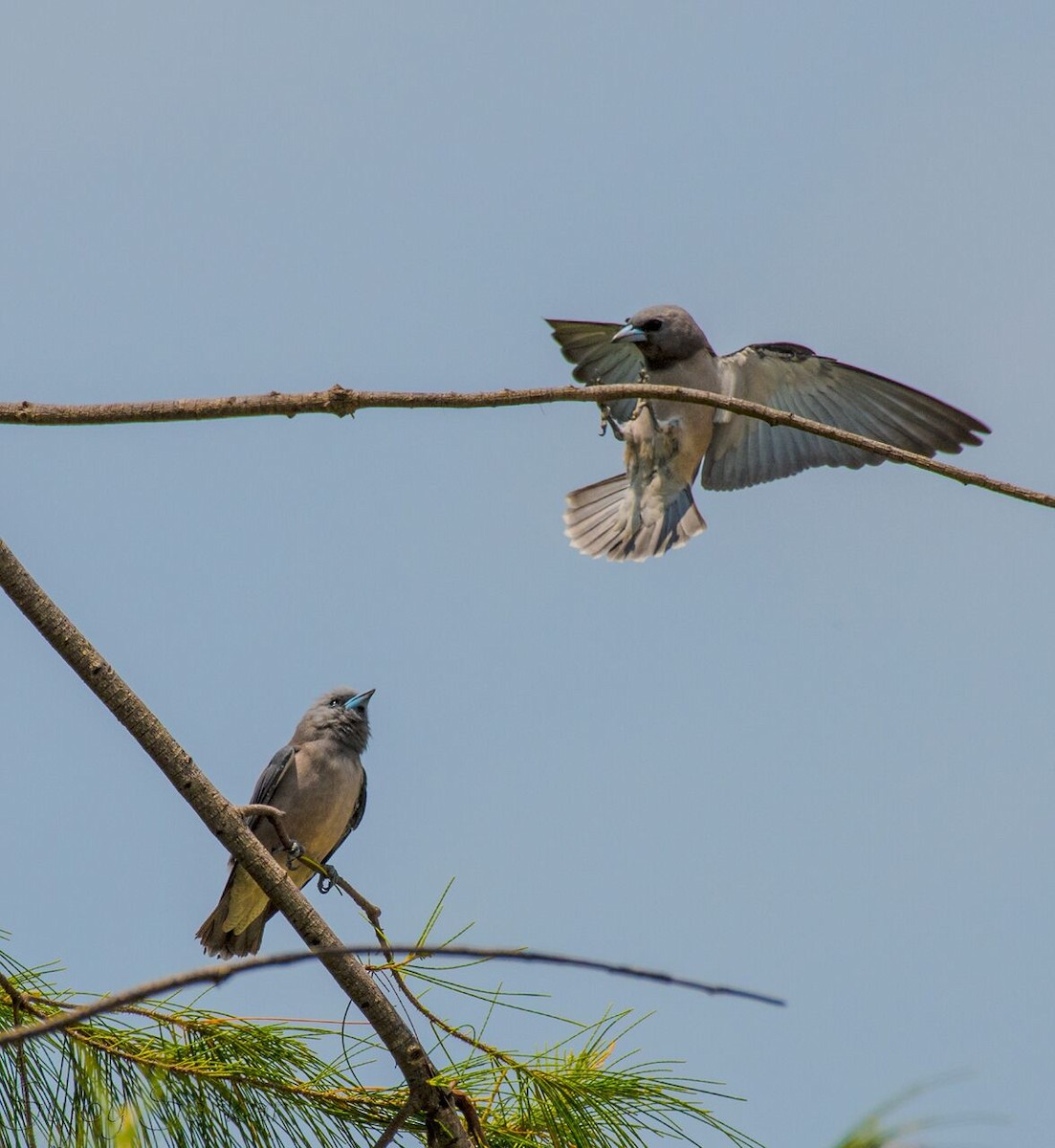 Ashy Woodswallow - ML66282861