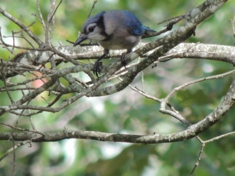 Blue Jay - ML66283111