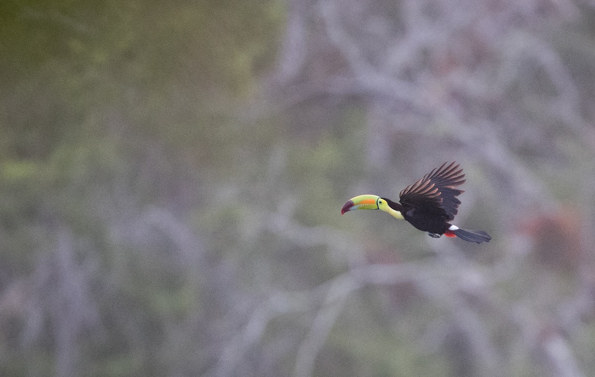 Keel-billed Toucan - ML66283531