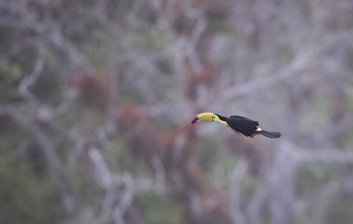 Keel-billed Toucan - ML66283541