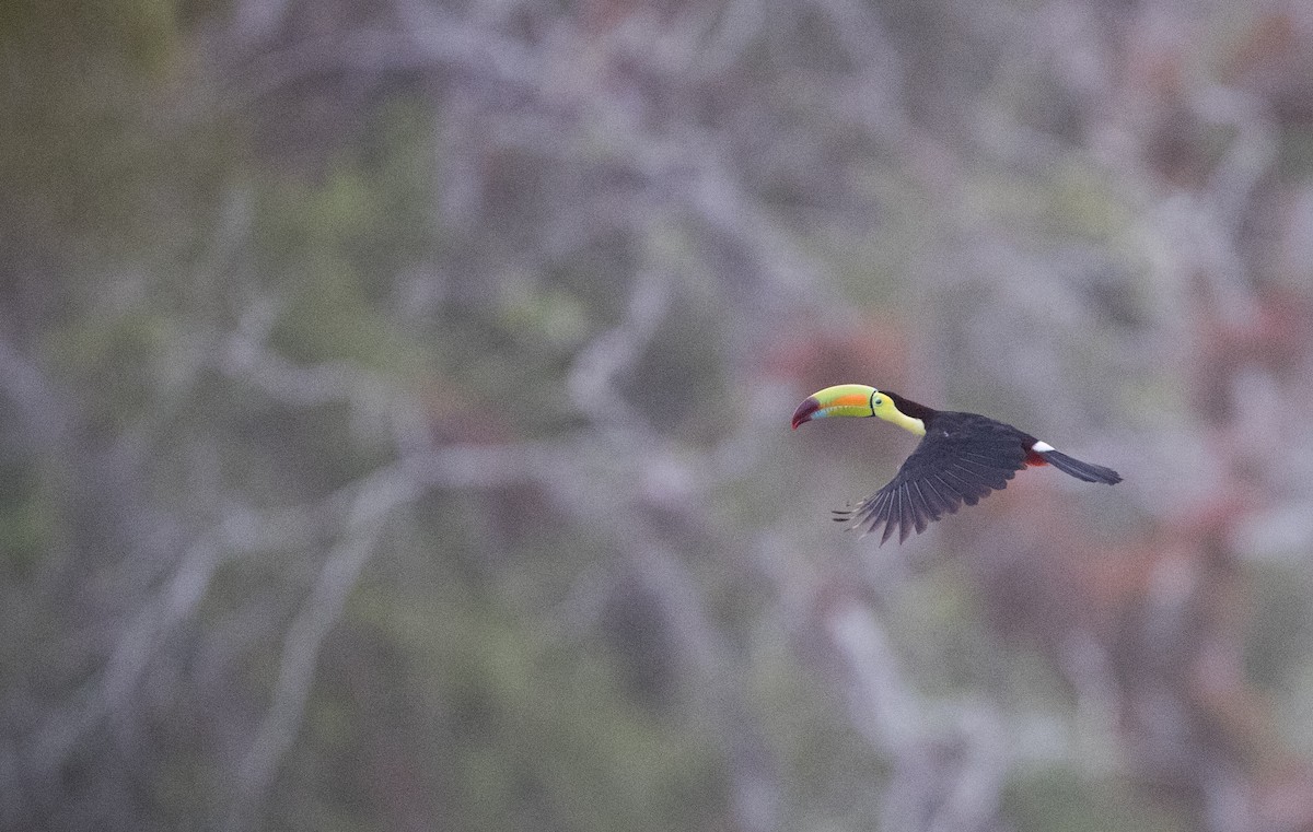 Keel-billed Toucan - Ian Davies