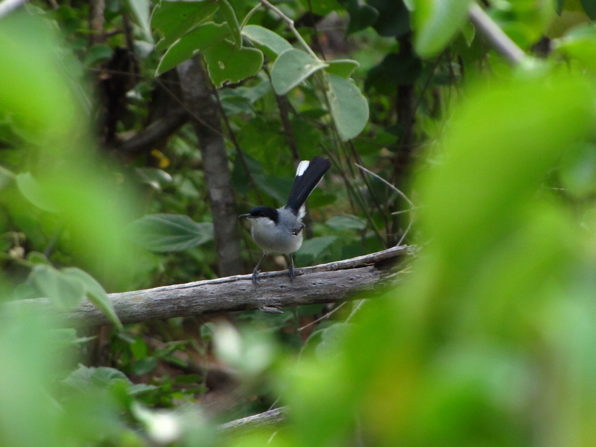 Tropical Gnatcatcher - ML66283591