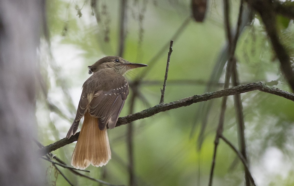 Tropical Royal Flycatcher (Northern) - ML66283721