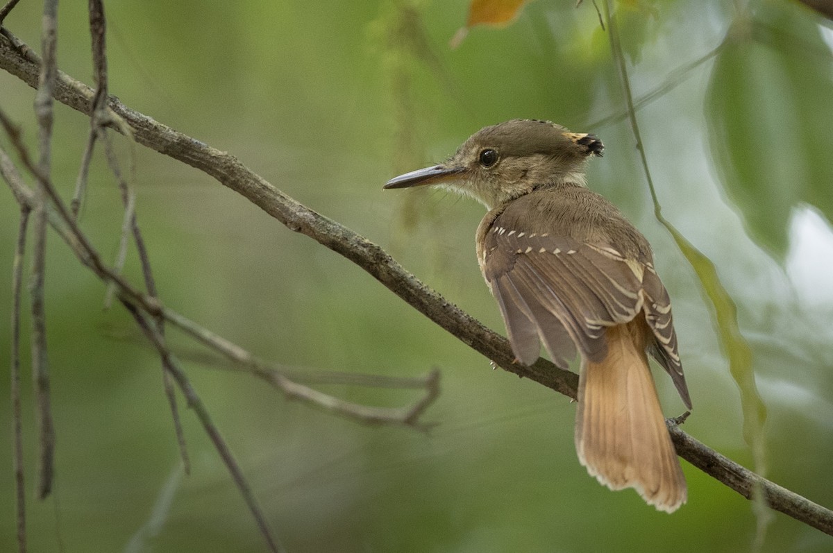 Tropical Royal Flycatcher (Northern) - ML66283741