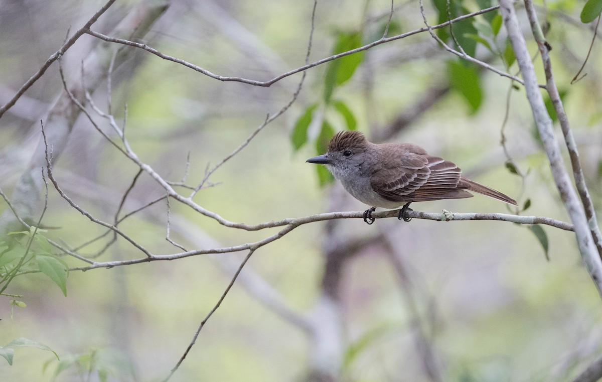 Brown-crested Flycatcher - ML66283901