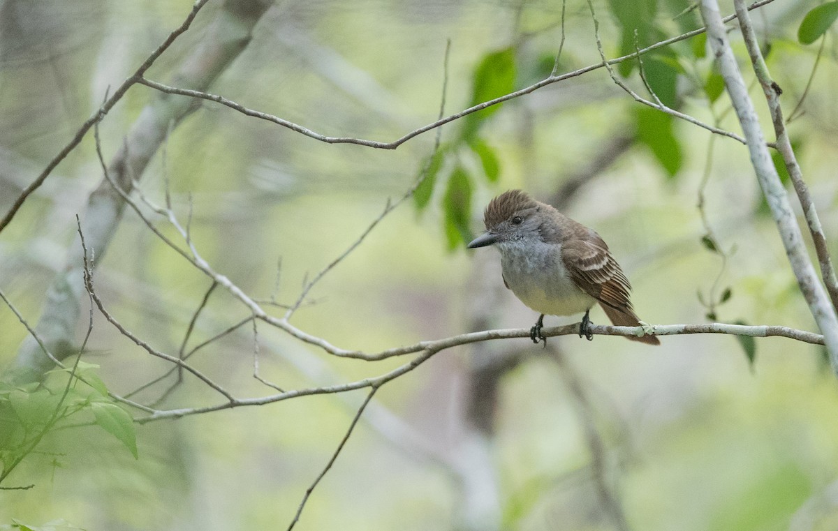 Brown-crested Flycatcher - ML66283911