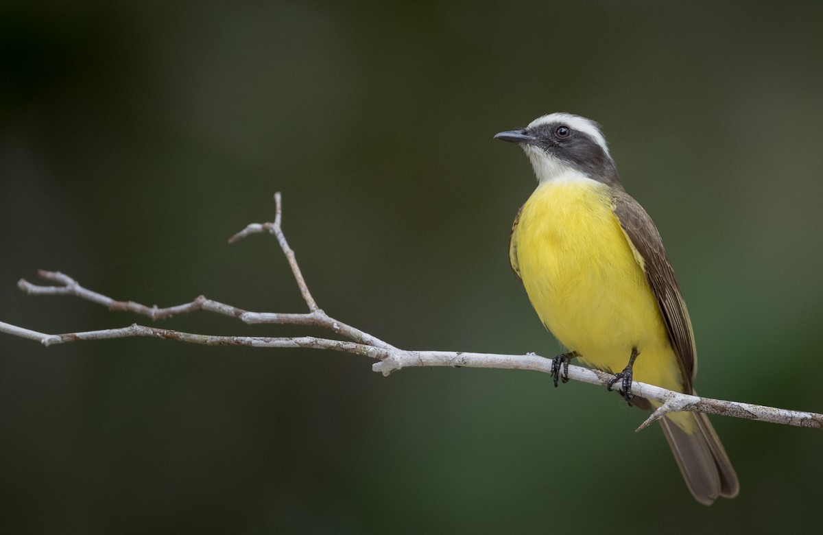 Social Flycatcher - ML66283951