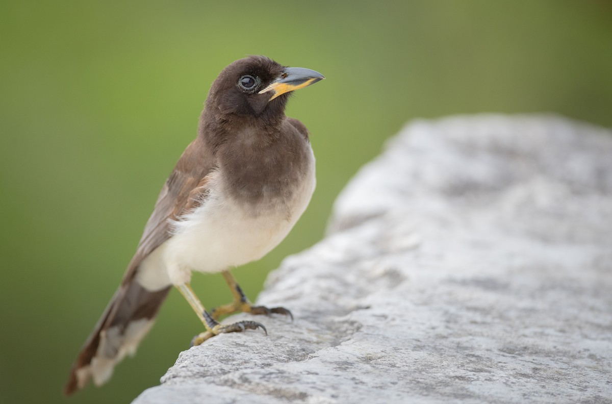 Brown Jay - ML66283991