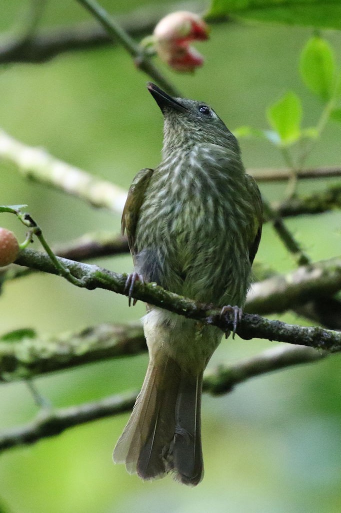 Olive-striped Flycatcher - William Hull