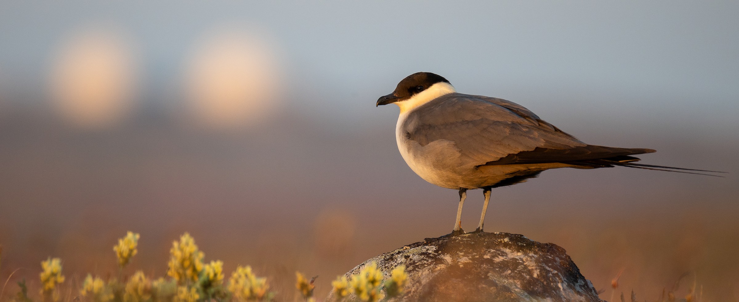 Long-tailed Jaeger