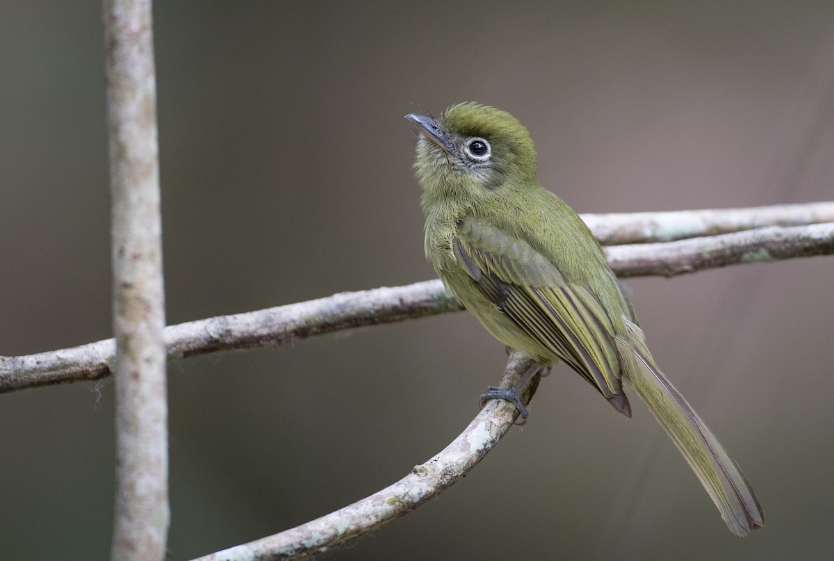 Eye-ringed Flatbill - Ian Davies