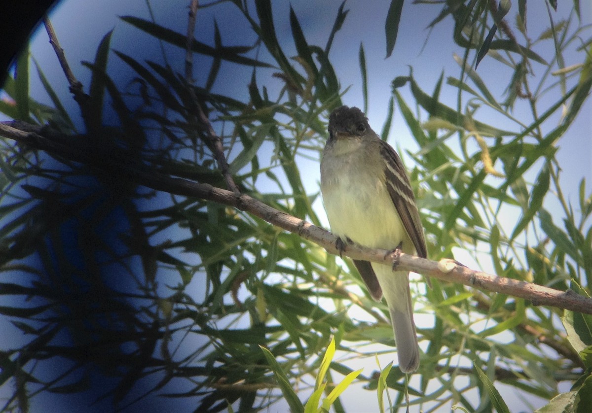 Willow Flycatcher - ML66285421