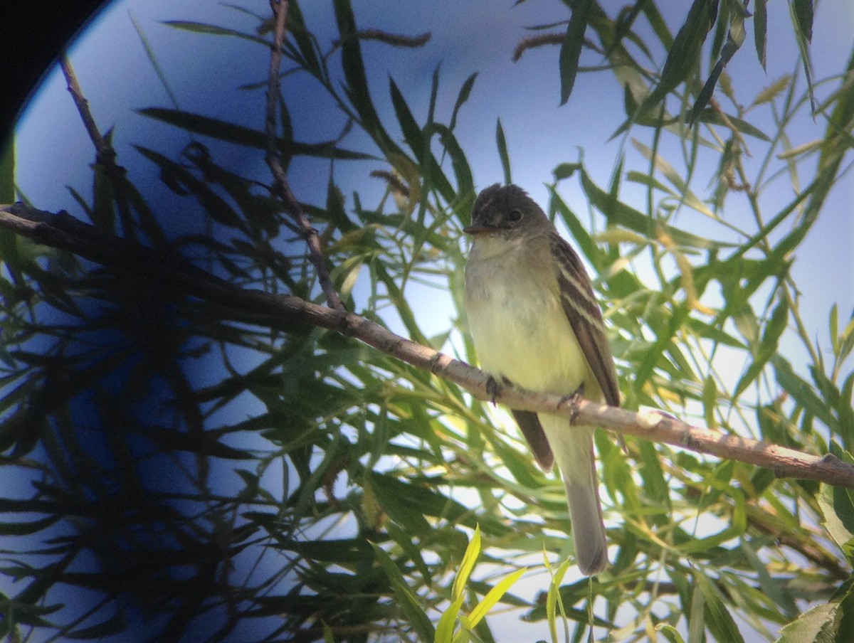 Willow Flycatcher - ML66285431