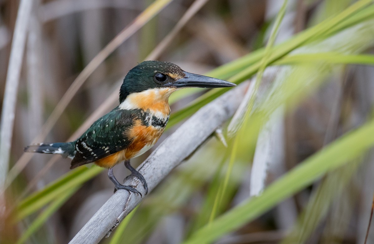 American Pygmy Kingfisher - ML66286721