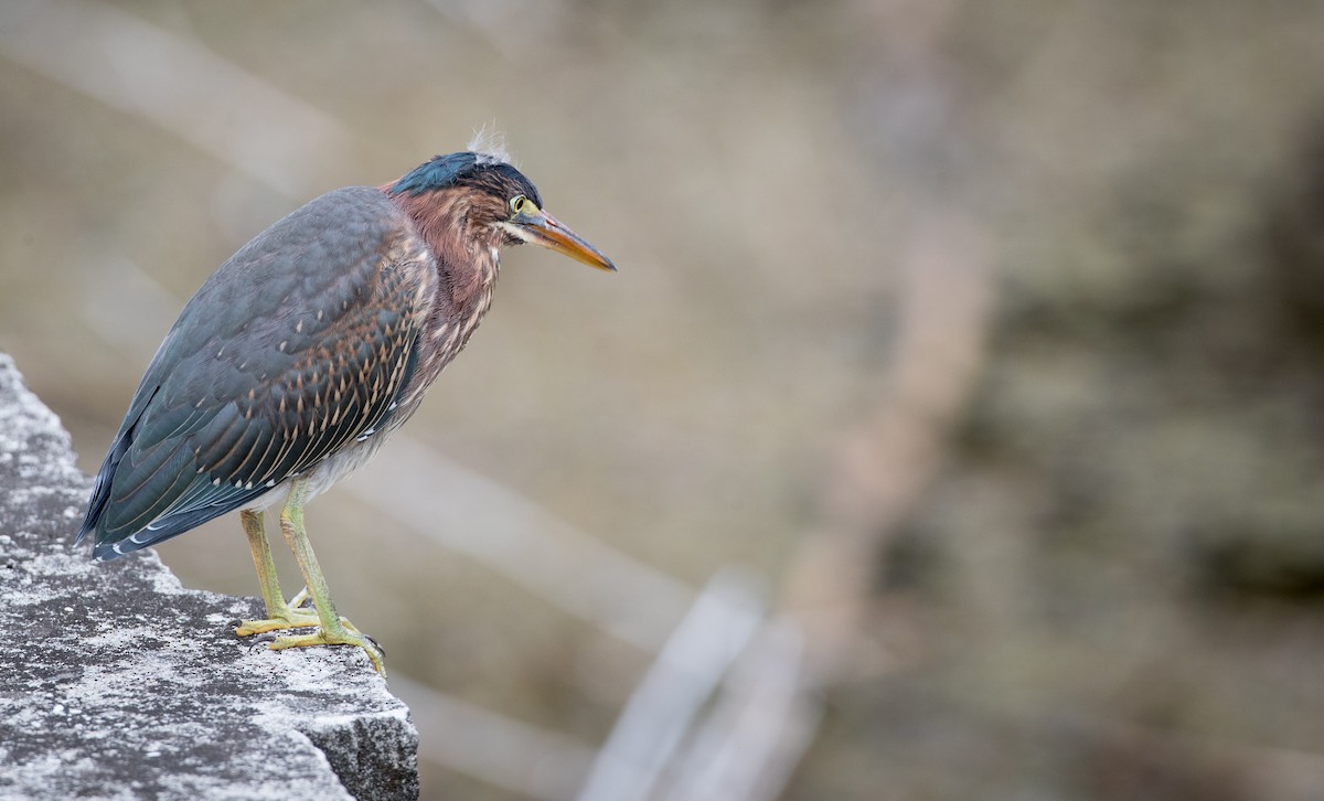 Green Heron - ML66287191