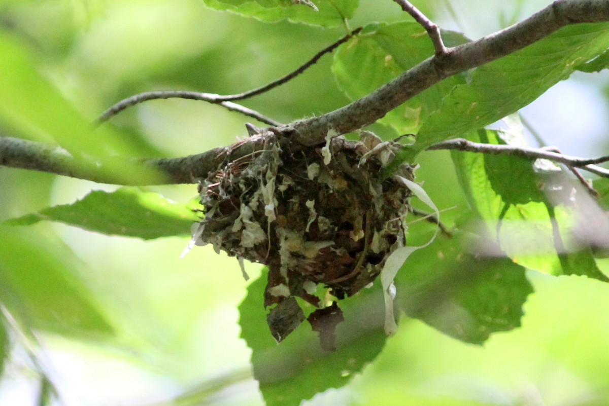 Blue-headed Vireo - Kevin McGowan