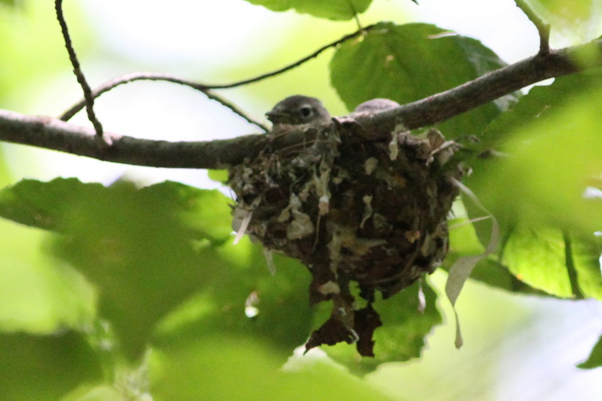 Blue-headed Vireo - Kevin McGowan