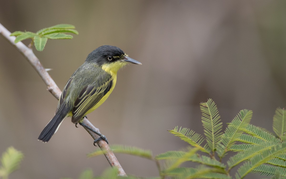 Common Tody-Flycatcher - ML66287551