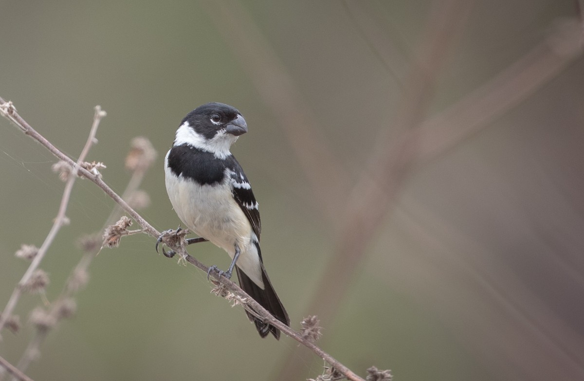 Morelet's Seedeater - Ian Davies