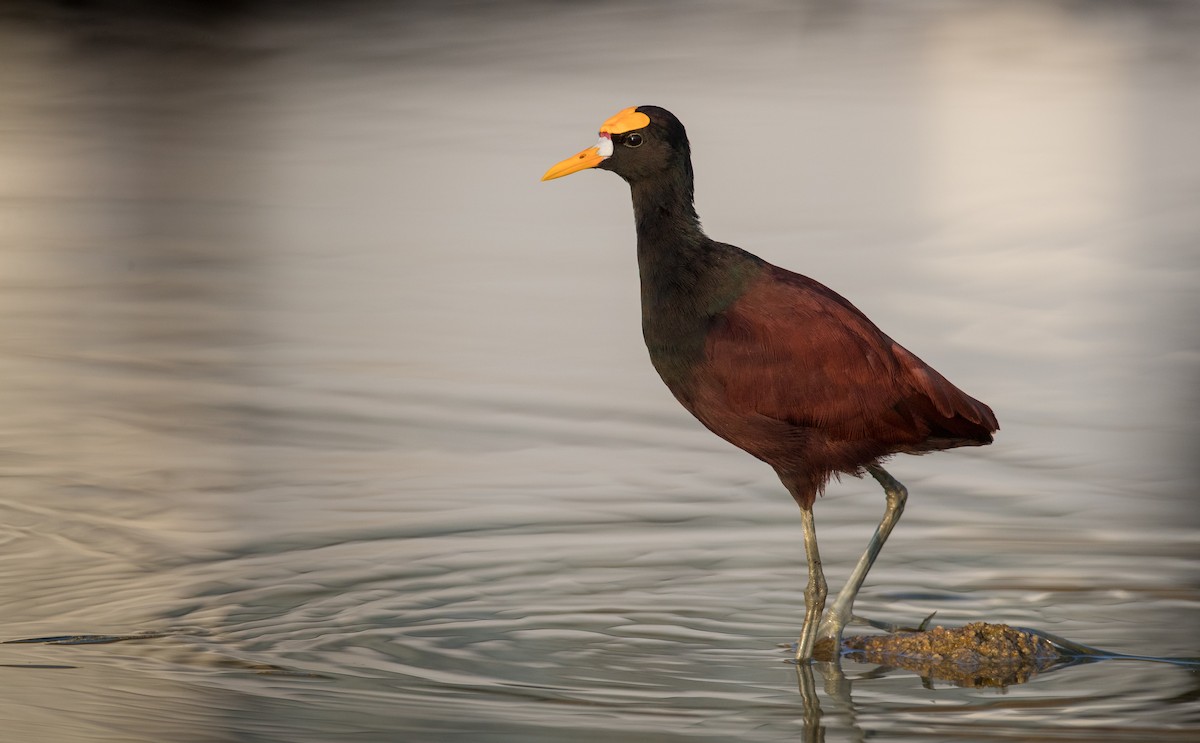 Jacana Centroamericana - ML66288361