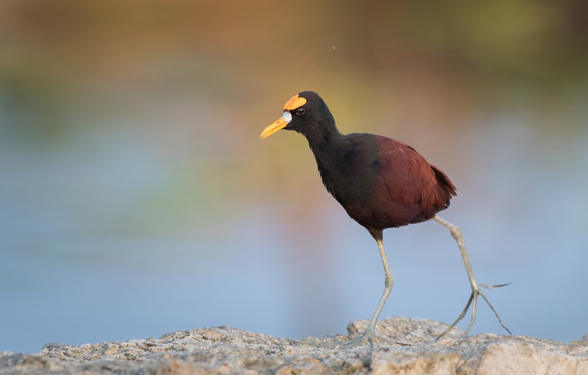 Northern Jacana - Ian Davies