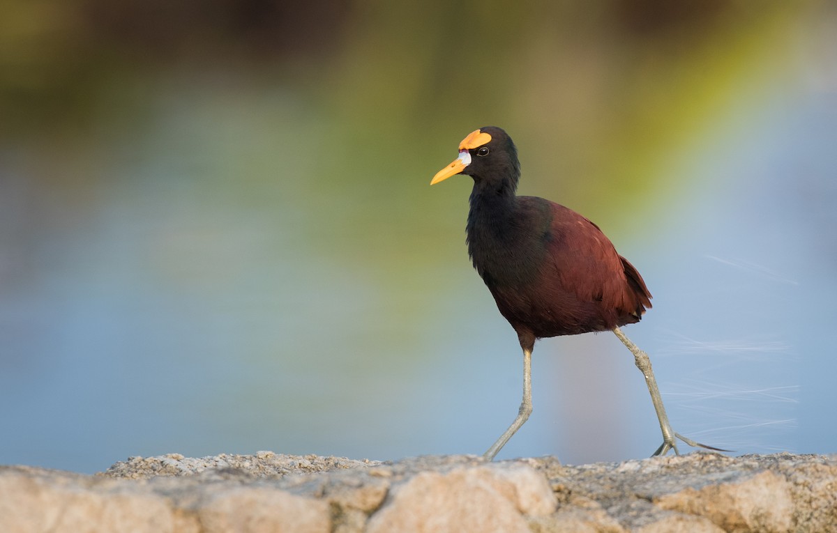 Northern Jacana - ML66288471