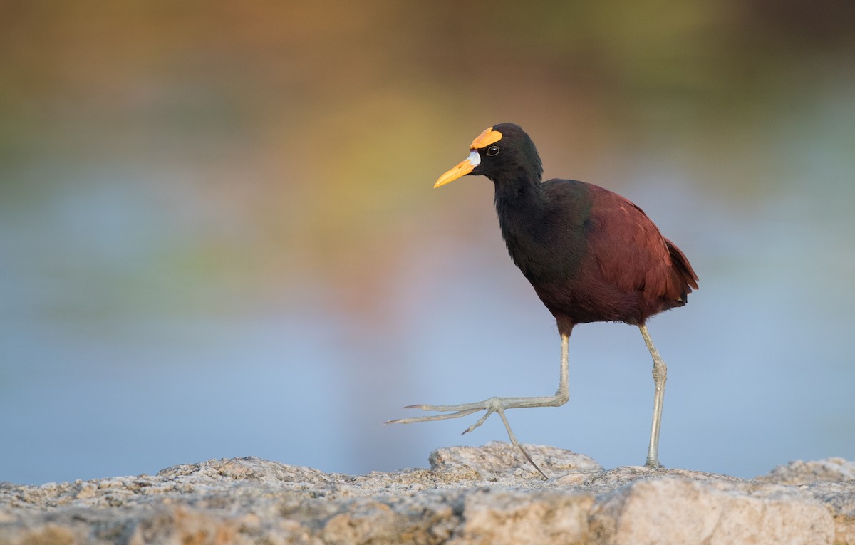 Northern Jacana - ML66288481