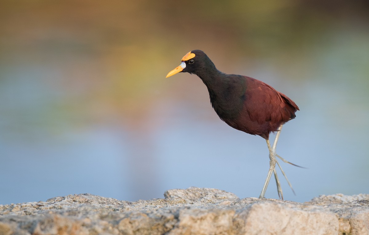 Northern Jacana - ML66288491