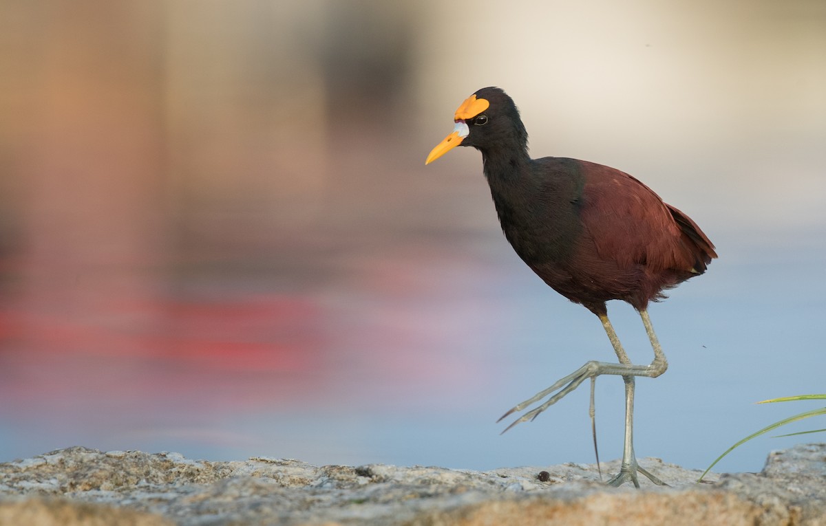 Northern Jacana - Ian Davies