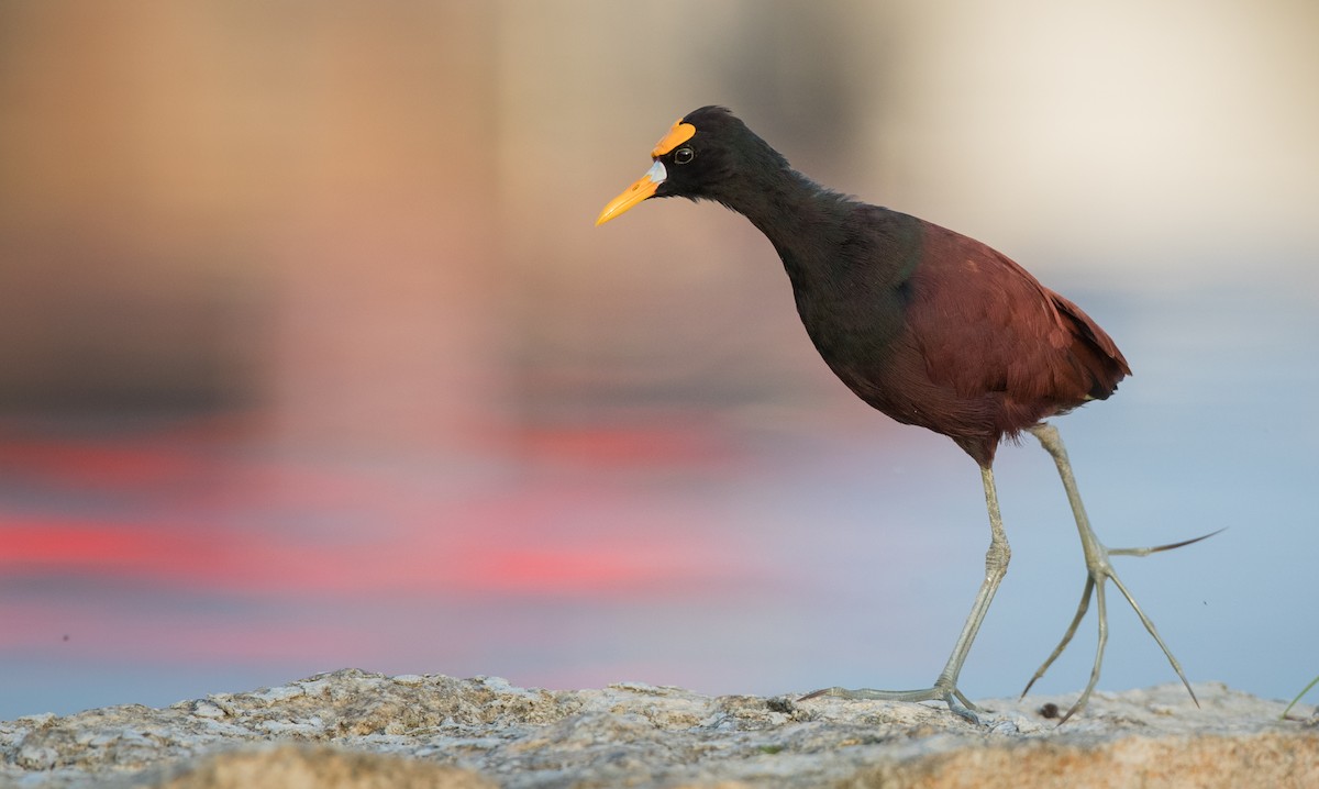 Northern Jacana - ML66288511