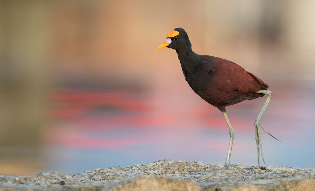 Northern Jacana - ML66288521