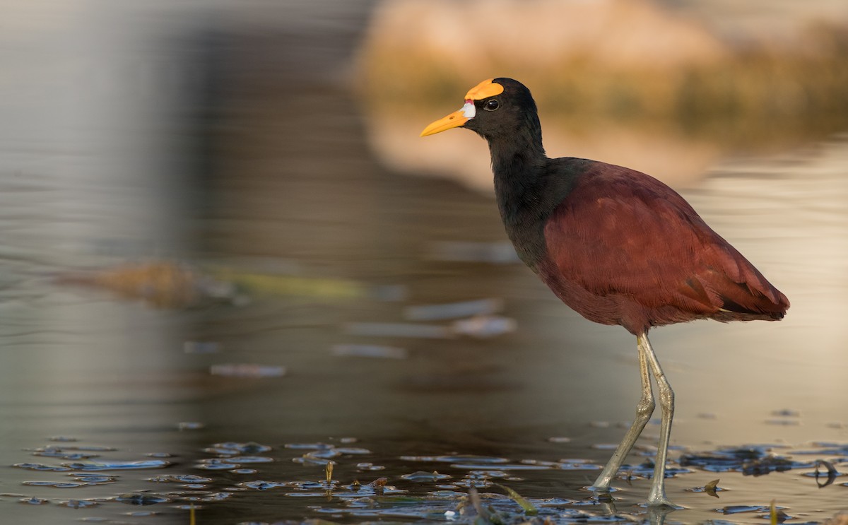 Northern Jacana - ML66288541