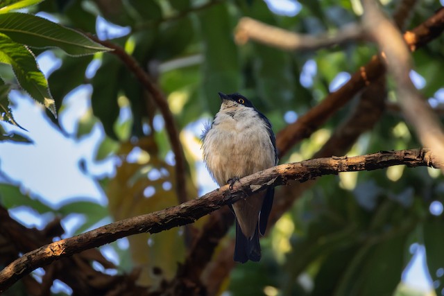 Sharpe's Starling
