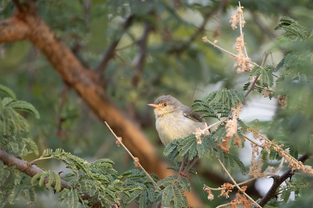 Buff-bellied Warbler (Phyllolais pulchella) — best photo, 3 in total