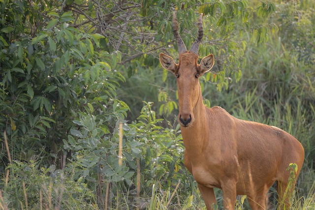 Antelope & Ungulates