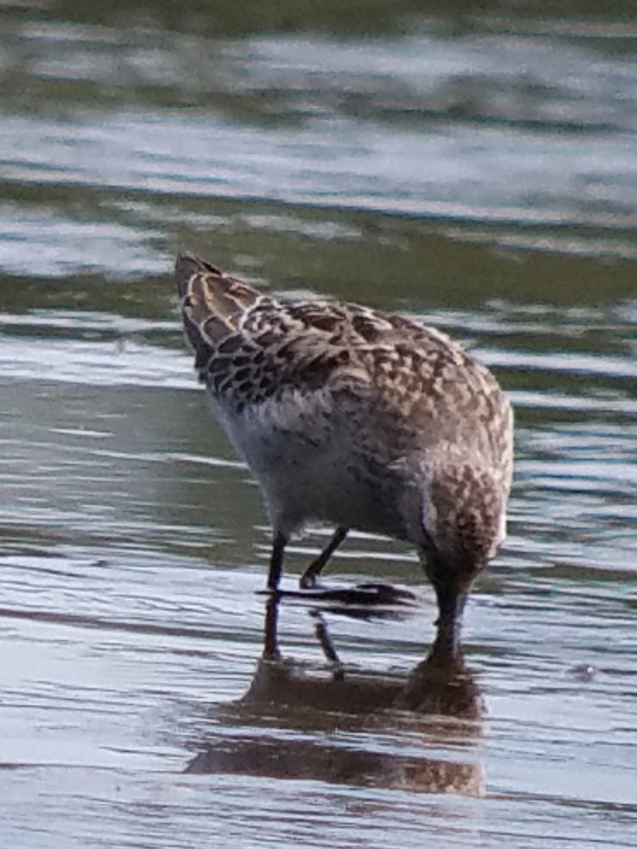 Stilt Sandpiper - ML66290271