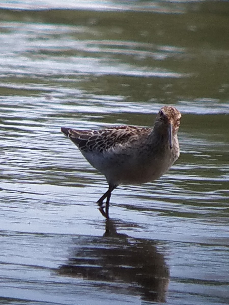 Stilt Sandpiper - ML66290291
