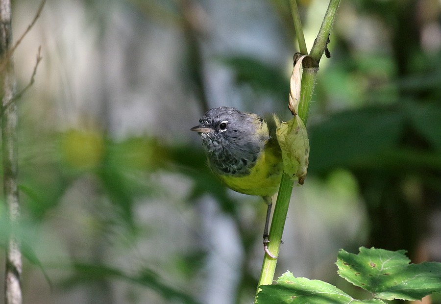MacGillivray's Warbler - ML66291951