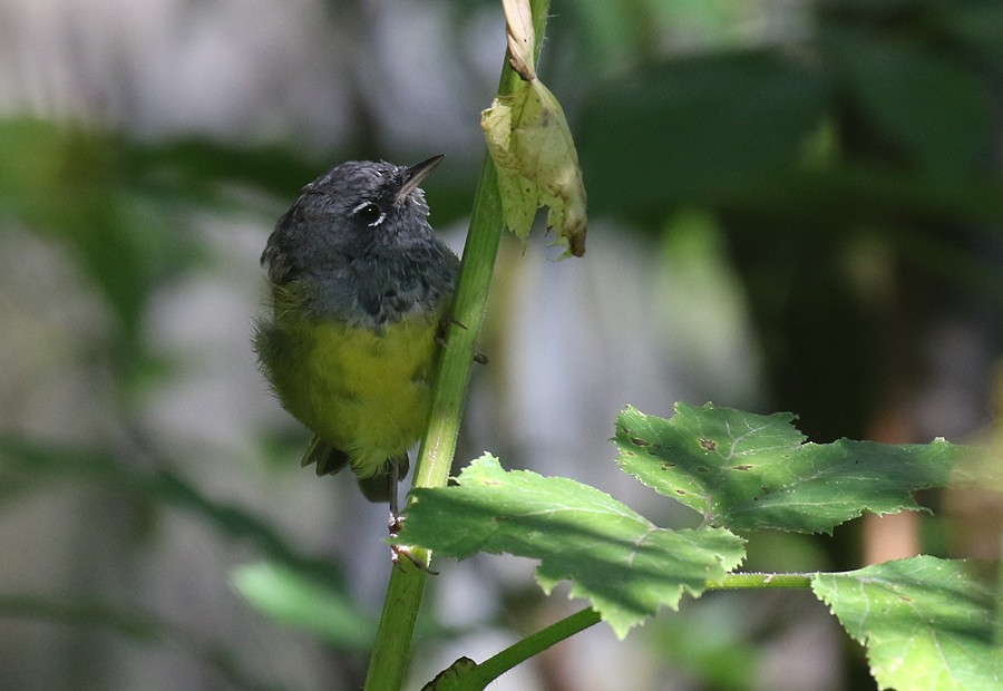 MacGillivray's Warbler - ML66291961