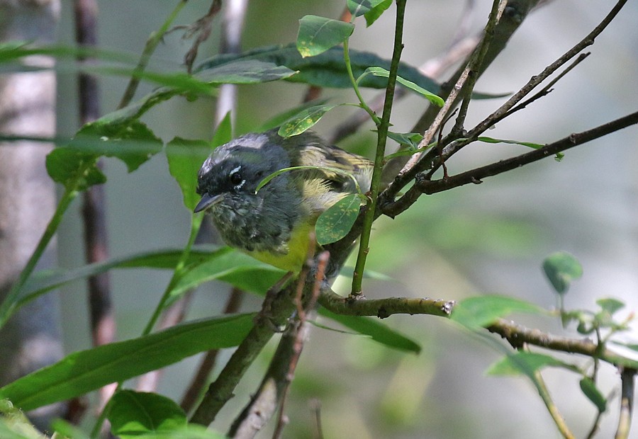 MacGillivray's Warbler - ML66291971