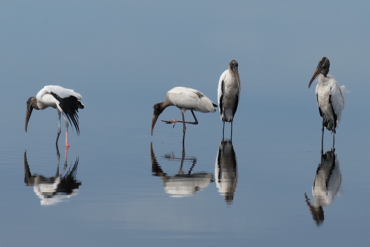 Wood Stork - ML66293571