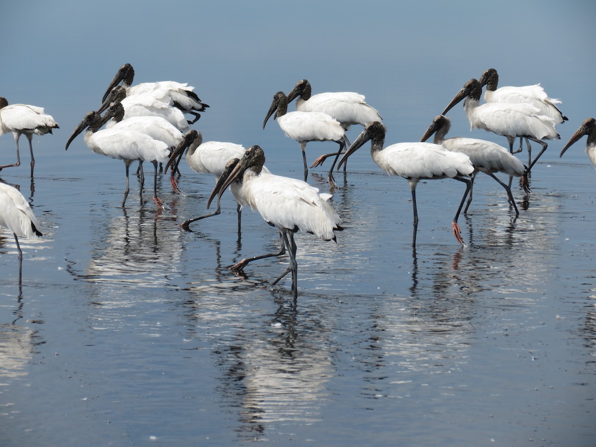 Wood Stork - ML66293591