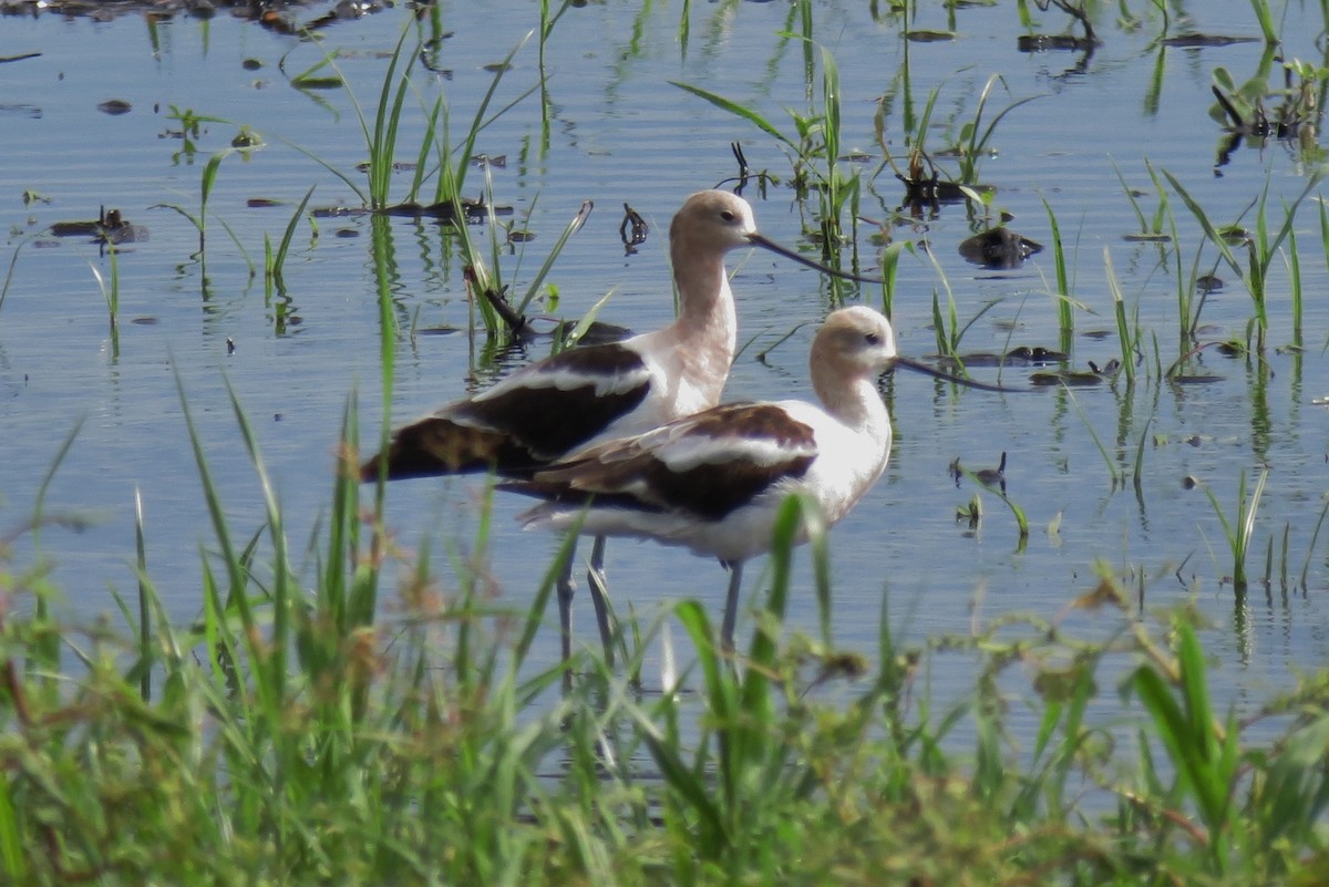 American Avocet - ML66293701